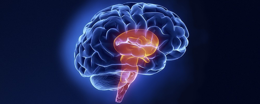 Stem part - Human brain in x-ray view